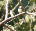 /album/photogallery/pair-of-white-throated-bee-eaters-jpg/